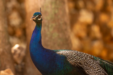 Obraz premium Peacock portrait out in a farm. 