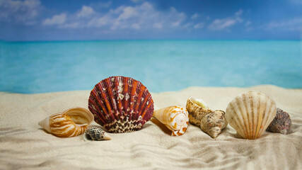sea sand and shells on the beach of a tropical Paradise island under palm trees