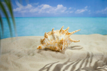Obraz na płótnie Canvas sea sand and shells on the beach of a tropical Paradise island under palm trees