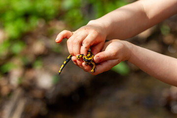Feuersalamander in Kinderhänden