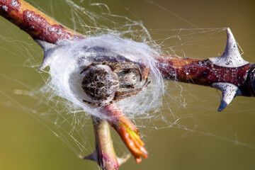 Spinne im Netz