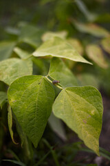 The Colorado potato beetle destroys land