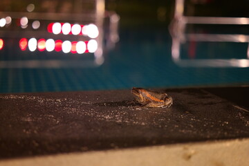 A frog in the background of a swimming pool with colorful lights at night