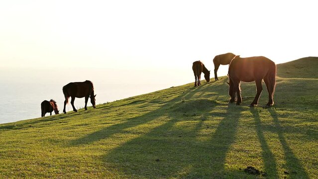 草を食む都井岬の岬馬