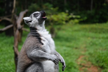 Ring-tailed lemurs found only on the island of Madagascar