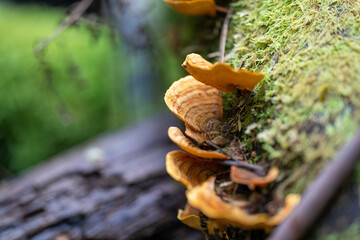 fungi in the tasmanian bush in australia