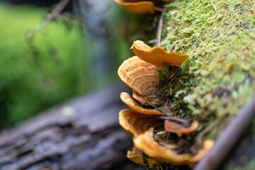 fungi in the tasmanian bush in australia