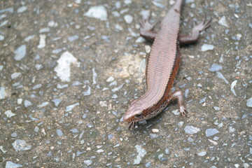 A sleek lizard on a concrete floor - Powered by Adobe