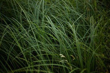 Green tall grass blown by the wind