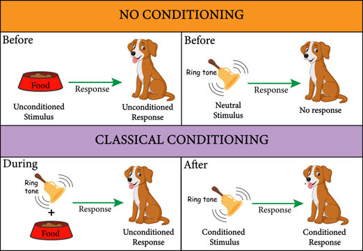 Pavlov's dog experiment . Vector illustration