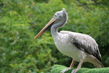 Pelican performing a show at the zoo