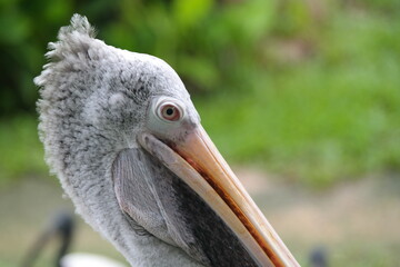 Pelican performing a show at the zoo