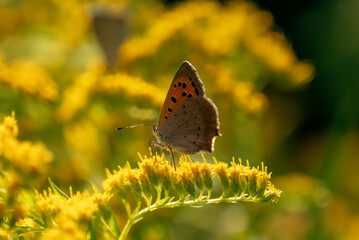 butterfly on a flower