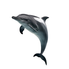 dolphin jumping isolated on transparent background