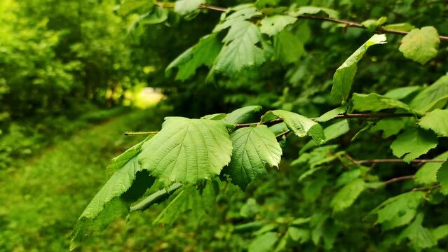 A branch with hazel leaves in close-up on the background of a path in the forest