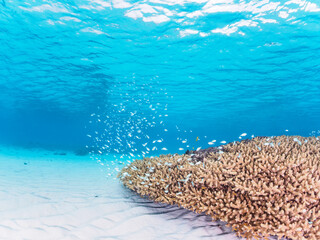 Naklejka na ściany i meble 素晴らしいサンゴ礁の美しいデバスズメダイ（スズメダイ科）の群れ他。日本国沖縄県島尻郡座間味村座間味島阿真ビーチにて。 2022年11月25日水中撮影。 