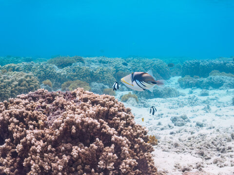 素晴らしいサンゴ礁の美しいムラサメモンガラ（モンガラカワハギ科）他。

日本国沖縄県島尻郡座間味村座間味島阿真ビーチにて。
2022年11月25日水中撮影。
