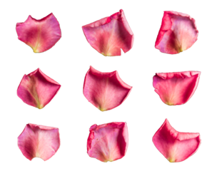 Set of 9 magenta color rose petals on a white background or transparent