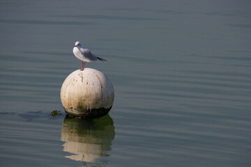Seagull standing on a white round buoy with copy space