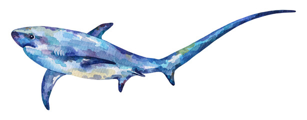 Watercolor Thresher shark. Hand drawn illustration isolated on white background.