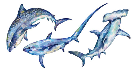 Watercolor Hammerhead Shark, Tiger shark, Thresher shark. Hand drawn illustrations isolated on white background.