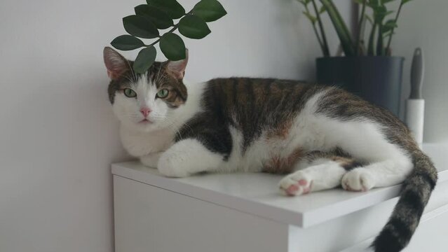 Fluffy adorable cat sleep calm and relax on white chest of drawers. Home decoration minimal style. . High quality FullHD footage