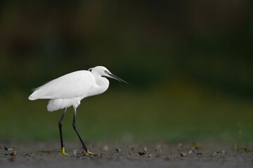 A beautiful heron, the little egret (Egretta garzetta)