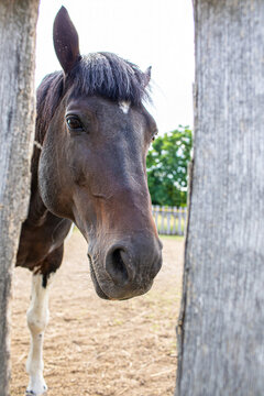 Portrait of a horse in enclosure.