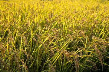 Fototapeta premium 田んぼ・稲穂が広がる風景