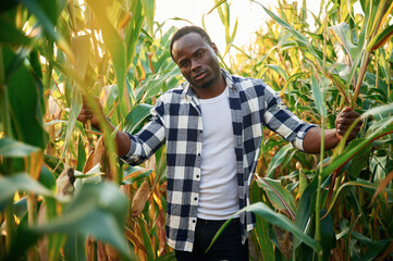 Standing and posing. Young black man is in the cornfield at daytime