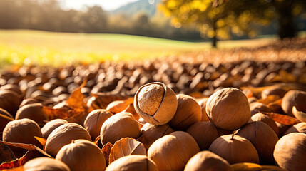 Herbst Impression mit Nüssen auf der Erde - Macadamia - obrazy, fototapety, plakaty