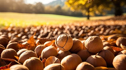 Fototapeten Herbst Impression mit Nüssen auf der Erde - Macadamia © Erich