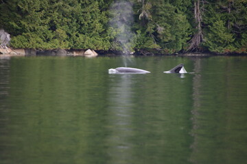 Transient Orca (Orcinus orca), aka Bigg's Killer Whales, Knight Inlet, British Columbia, Canada.
