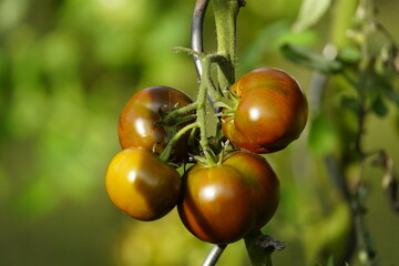 
Black Prince tomato, family Solanaceae.