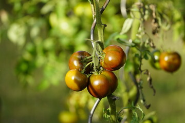 
Black Prince tomato, family Solanaceae.