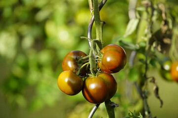 
Black Prince tomato, family Solanaceae.