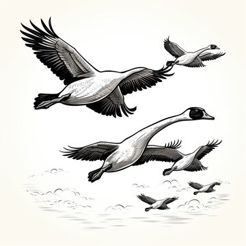 Graceful Geese in cartoon style isolated on a white background