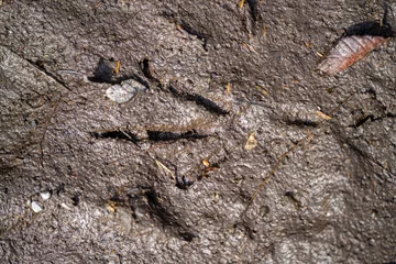 Papier Peint photo Mont Cradle australian native aninal tracks in mud in the bush