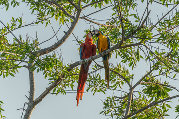 Ara ararauna. Blue-yellow macaw parrot portrait. Ara macaw parrot and Ara macao.