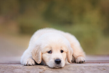 sad dog puppy newborn golden retriever labrador 1 month on a walk in the park in summer. Small puppies for sale