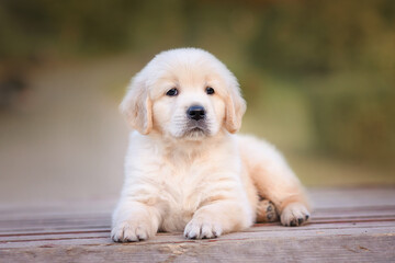 dog puppy newborn golden retriever labrador 1 month on a walk in the park in the summer. Small puppies for sale