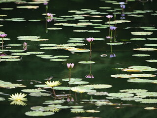 池で咲いている蓮の花