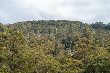 Fototapeta na wymiar gum tree leaves in the bush in Australia