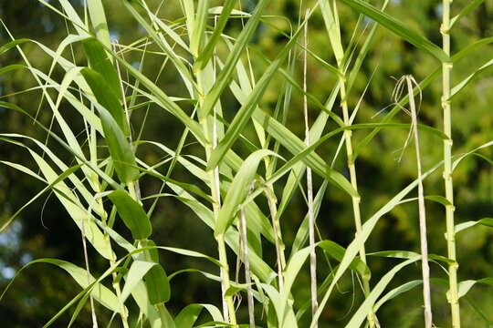 Sugarcane or sugar cane refer to several species and hybrids of tall perennial grass in the genus Saccharum, tribe Andropogoneae. 