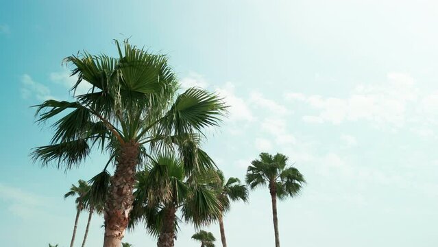 Palm  trees on a sunny day. Move camera footage
