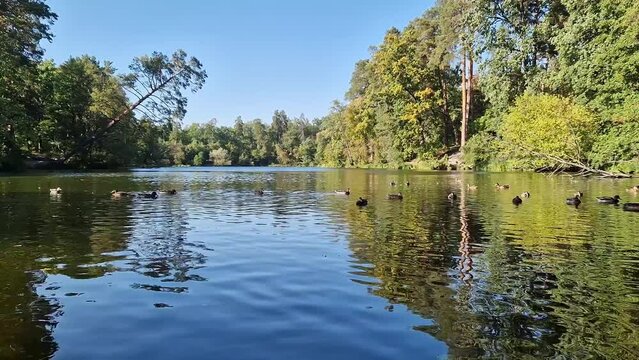 A group of wild ducks swims on the lake. Natural landscape of a lake or river, reflections on the water and a tree on the opposite bank. Summer or early autumn. Birds