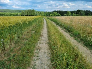 Fototapeta na wymiar way path through Tranquil Farmland Landscape with Green Fields and a Vast Sky