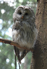 The Ural owl (Strix uralensis) is a large nocturnal owl