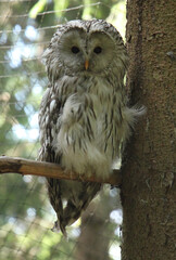The Ural owl (Strix uralensis) is a large nocturnal owl