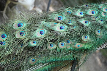 close-up of the feathers of a peacock